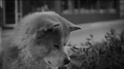 hachiko 