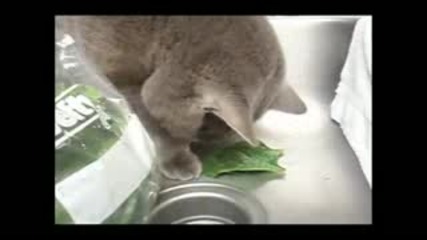 Котка яде спанак