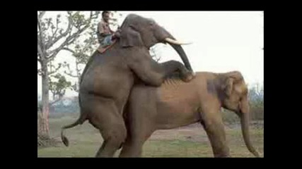 Animal Sex 2 100 Смях Vbox7
