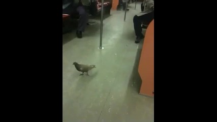 Този гълъб се вози без билет ! 