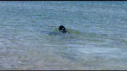 rottweiler Блеки