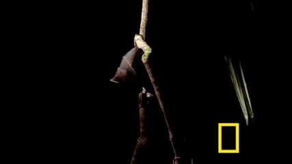 Vampire Bat vs Wrinkle Bat (national Geographic)