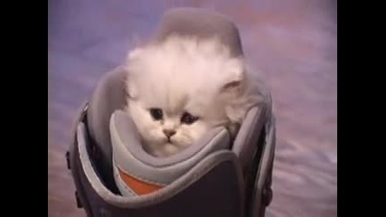 Много сладко коте скрито в обувка