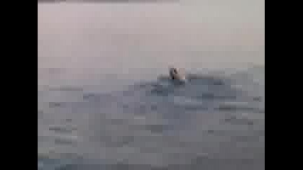 Видео - 0014.mp4