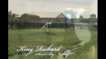 Gypsy Vanner Horses for Sale Stallion Piebald King Ric 