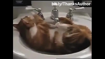 Смешни котки пристрастени към водата