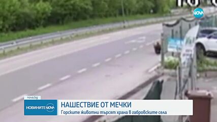 Мечка се разходи по път в Габровско