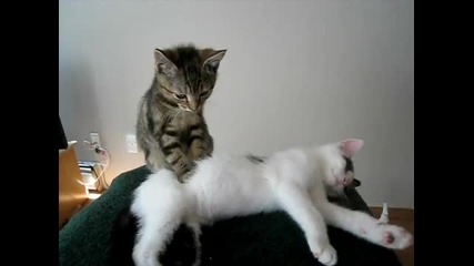 Сладко коте прави масаж!