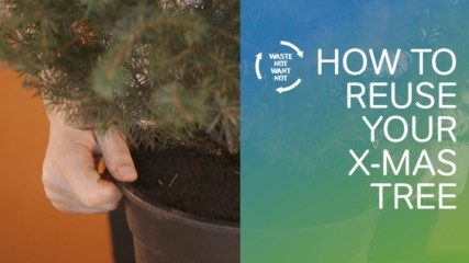 Waste not want not: How to reuse your x-mas tree!