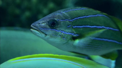 Secret Underwater World Hd