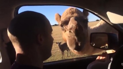 Нахална камила проси храна от туристи !