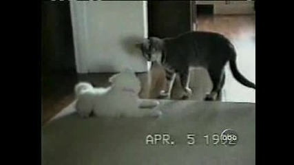 Котка И Куче