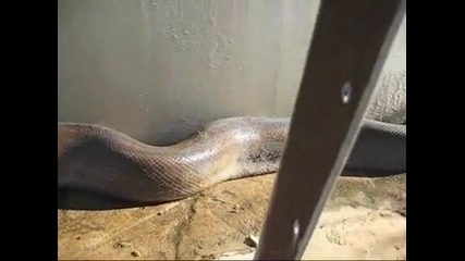 Най - дългата мъртва змия на света