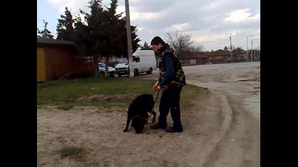 Rottweiler Trenirovka www.dog - varna.com 