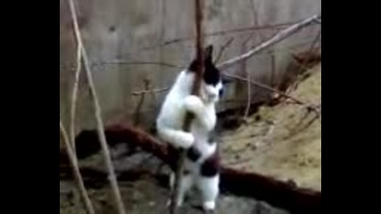 Котка прави стрийптиз ( Много Смях ) 