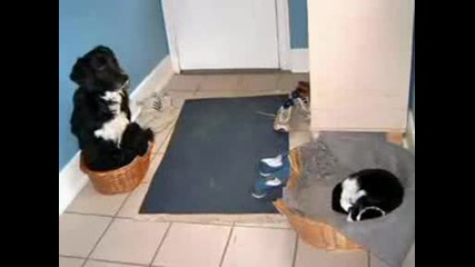 Много Смешни Котки!
