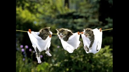 cat_meow - k0tence ;dd