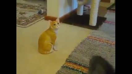 Котка Си Играе С Изкуствена Котка