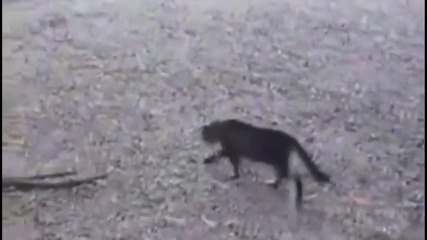 Котка vs. Aлигатор