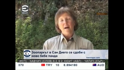 Сладко бебе панда като мишле се роди в зоопарка в Сан Диего