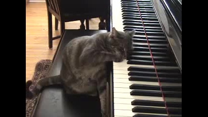 Котка Пианист