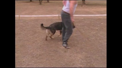 The German Shepherd Dog - Basic Training, Conditioning and Handling - 3 