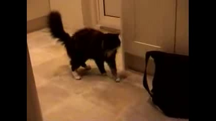 Котка се плаши от играчка