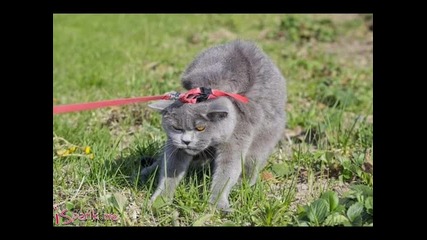 забавни снимки