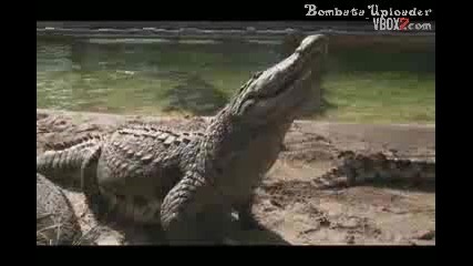 Gatorland Park - Много Яко!