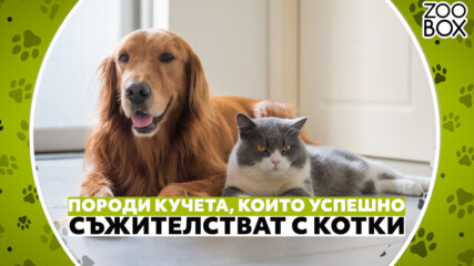 Породи кучета, които успешно съжителстват с котки