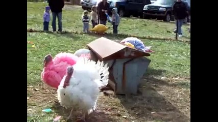 Цветни Мисири ~ Веселят Децата - The colored turkeys at Gozzi s Turkey Farm 