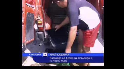 Новините 09.08 Край Каварна се изгражда ферма за отглеждане на черни миди 