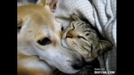 Смях - куче и котка се прегръщат 