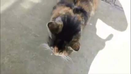 Дълбокото '' мяу '' ще ви удиви !