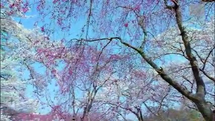 Shan Qi - Avalon