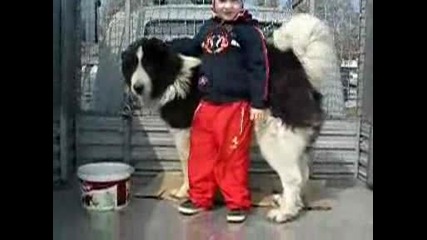 Българско Овчарско Куче