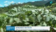 Непочистена растителност и опасни пътища в Северозападна България