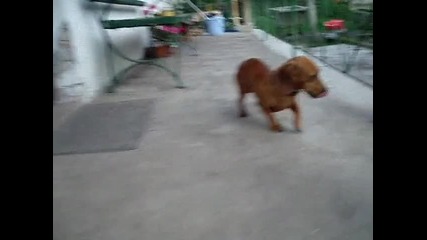 tomi