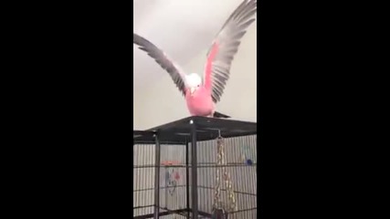Емоционален розов папагал