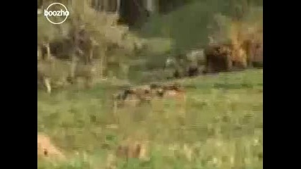 1 Коршум 2 Глигана :d