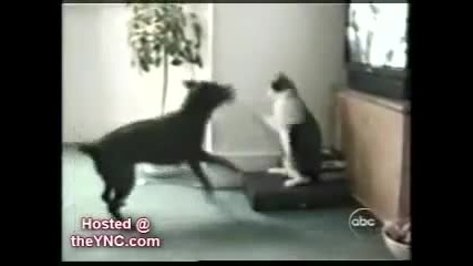 много смях с котки
