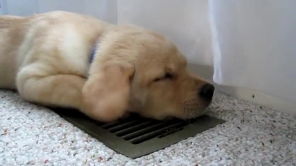 Как се охлаждат кучетата през лятото