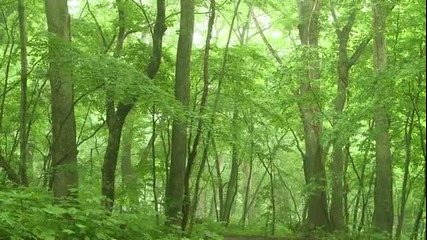 10 min tranquility music.it is meditation forest