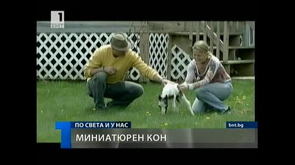 Айнщайн - най - малкият кон в света