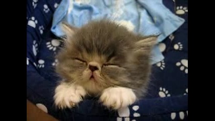 Сладко малко спящо коте 