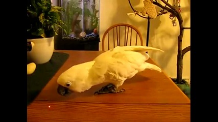 Сладко папагалче си играе с лазер