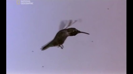 Колибри - Магия във въздуха