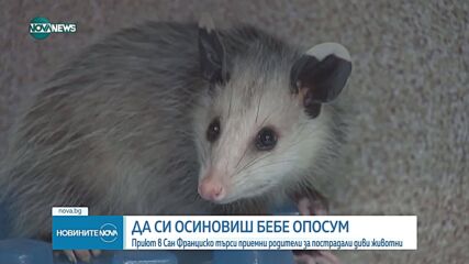Приют за диви животни търси приемни родители за бебета опосуми.