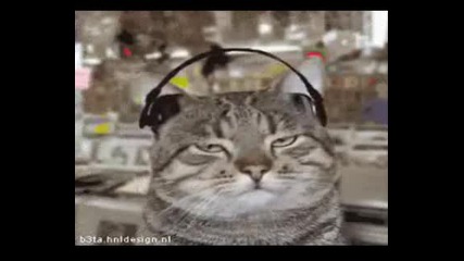 Смях с котки