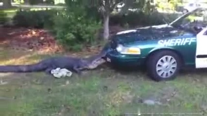 Алигатор напада патрулка